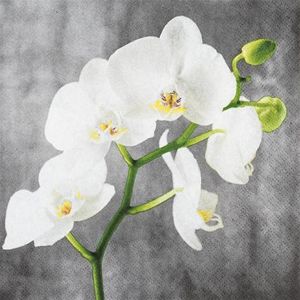 Servítky White Orchid